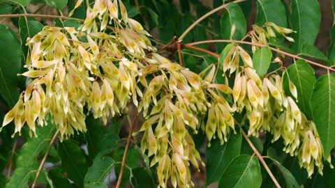 Ailanthus altissima, photo prise à Apt dans le Vaucluse.© J. Jullien.